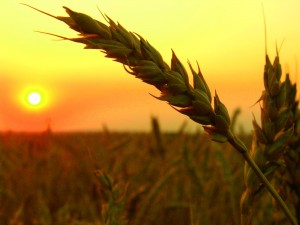 wheat-field-gabona-mezo