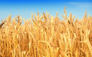 wheat_buza