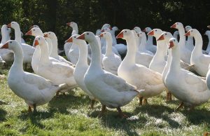 slider-british-goose-producers4
